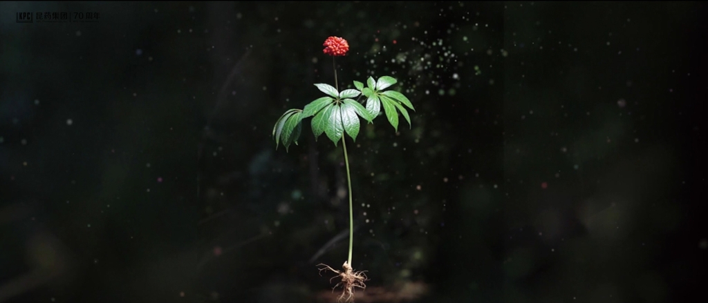 听，三七在说话